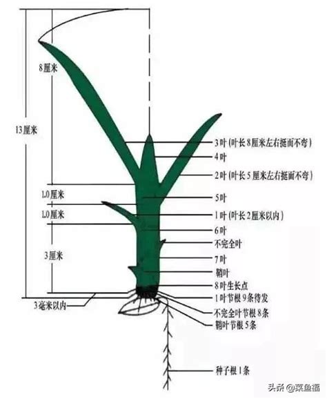 平行脈植物|水稻葉片形態解剖學簡 萬 能